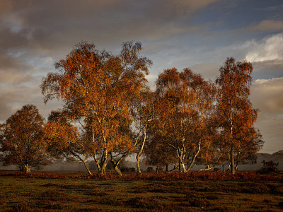 Catching the Rhythm of Fading Light