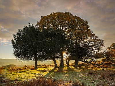 Autumnal Forest 2018