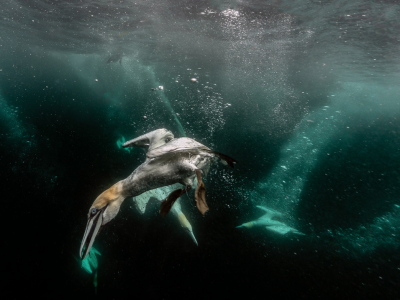 Gannet