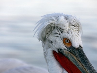 Dalmation Pelican