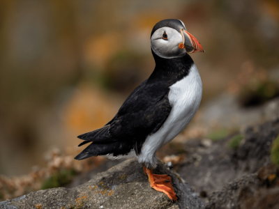 Puffin Island