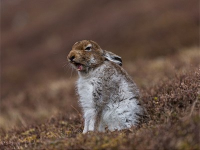 Scotland Wildlife 2018