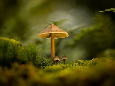 Woodland Fairytales